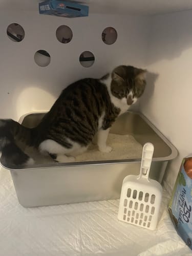 Customer photo review of 3 Month Supply - 1 Cat