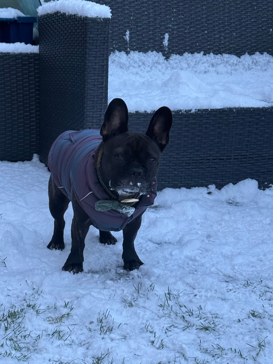 Customer photo review of WarmShield Water-Resistant Jacket - Cosmic