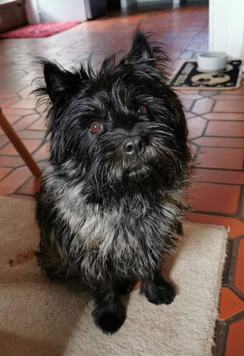 Ein kleiner, älterer Hund eines Kunden, der das Multi Vital Produkt erhält.