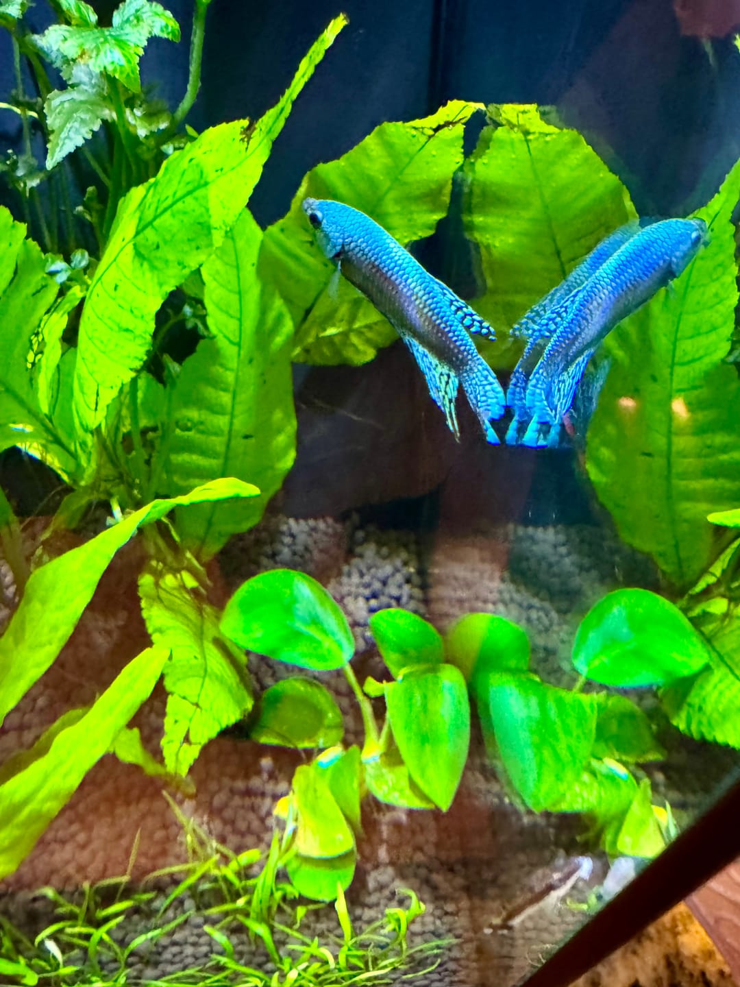 Customer photo review of Wild Alien Green Male Betta Fish