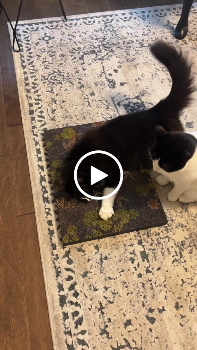 Customer video review of Strawberry Vine - Luxury Cat Scratching Board