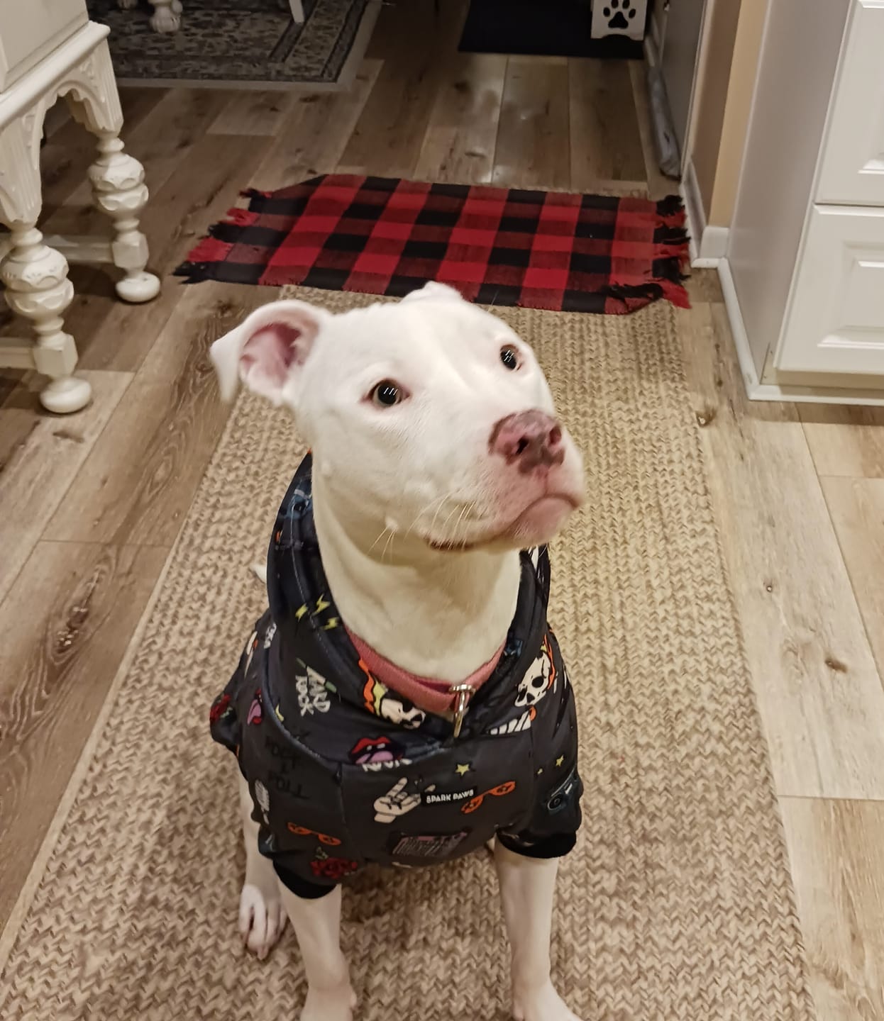 Customer photo review of Rock and Roll Dog Hoodie