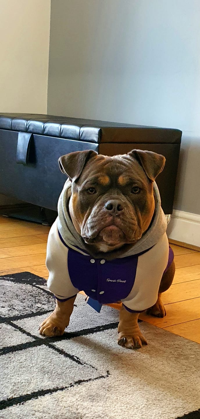 Customer photo review of Dog Varsity Jacket - Purple