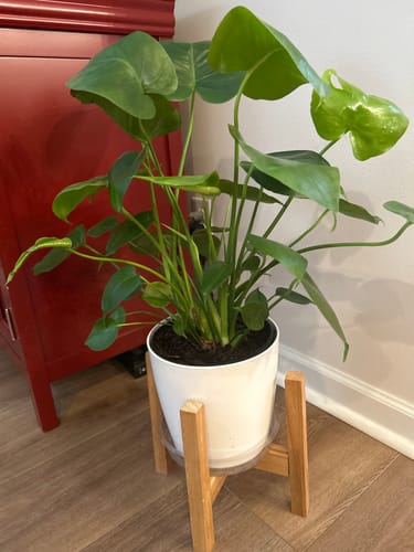 Reviewer's healthy green plant in a white pot on a stand, thriving after using the Winter Plant Care Guide.