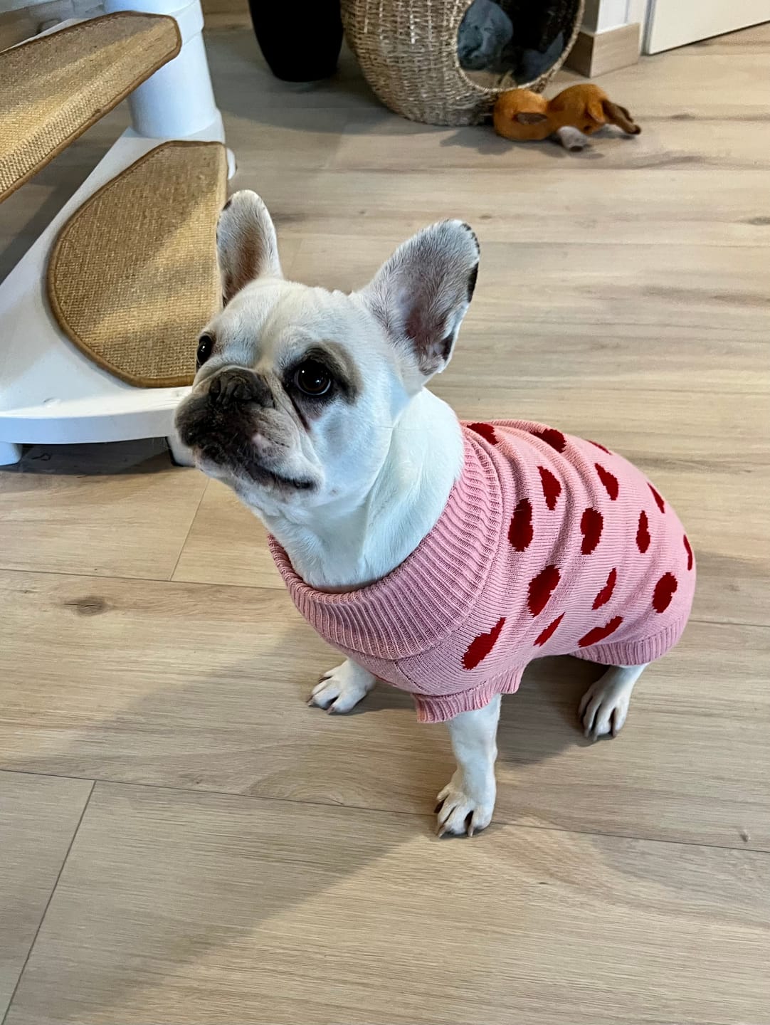 Customer photo review of Hearts Knit Dog Sweater