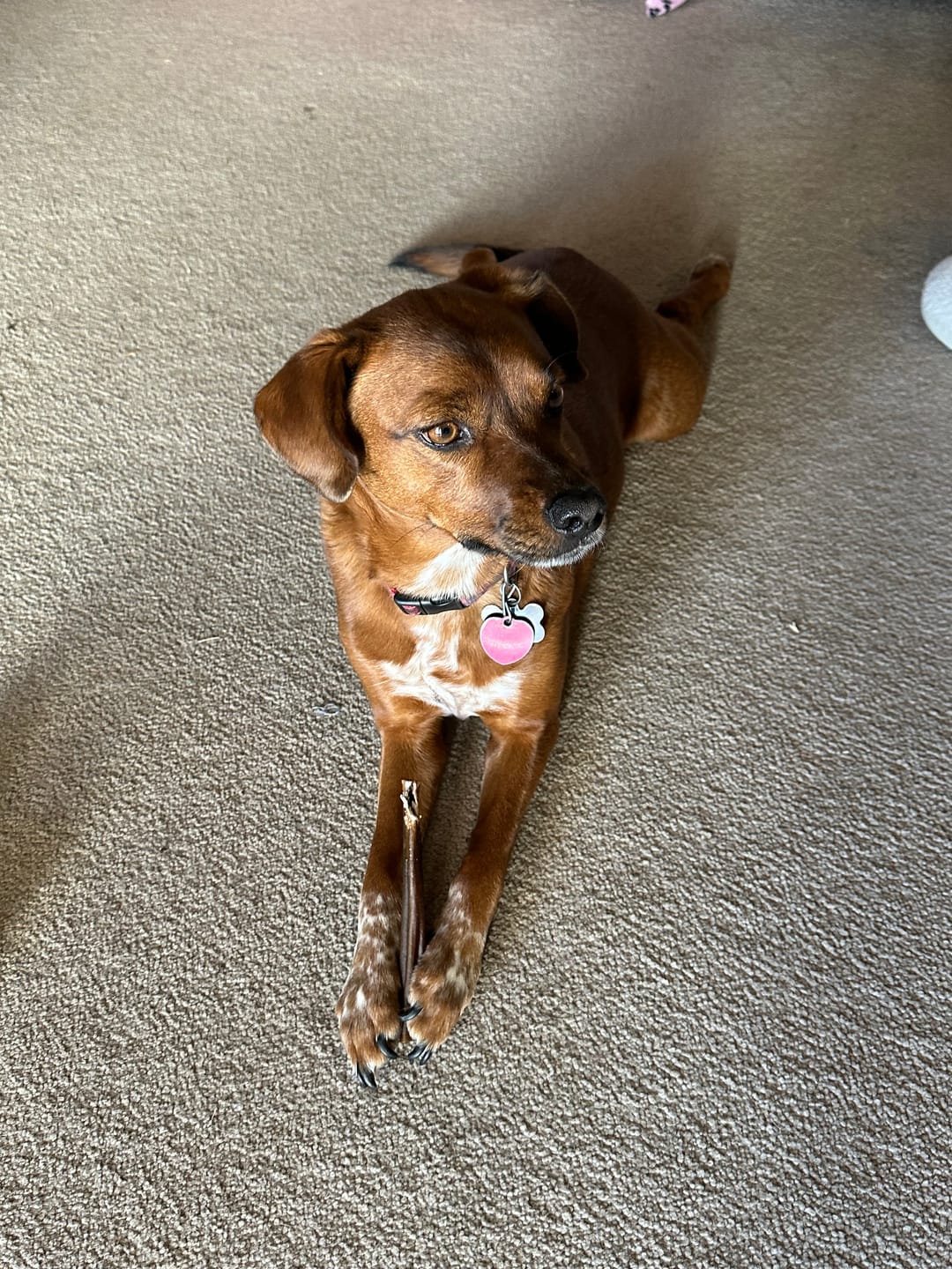 Customer photo review of 6 Inch Bully Stick