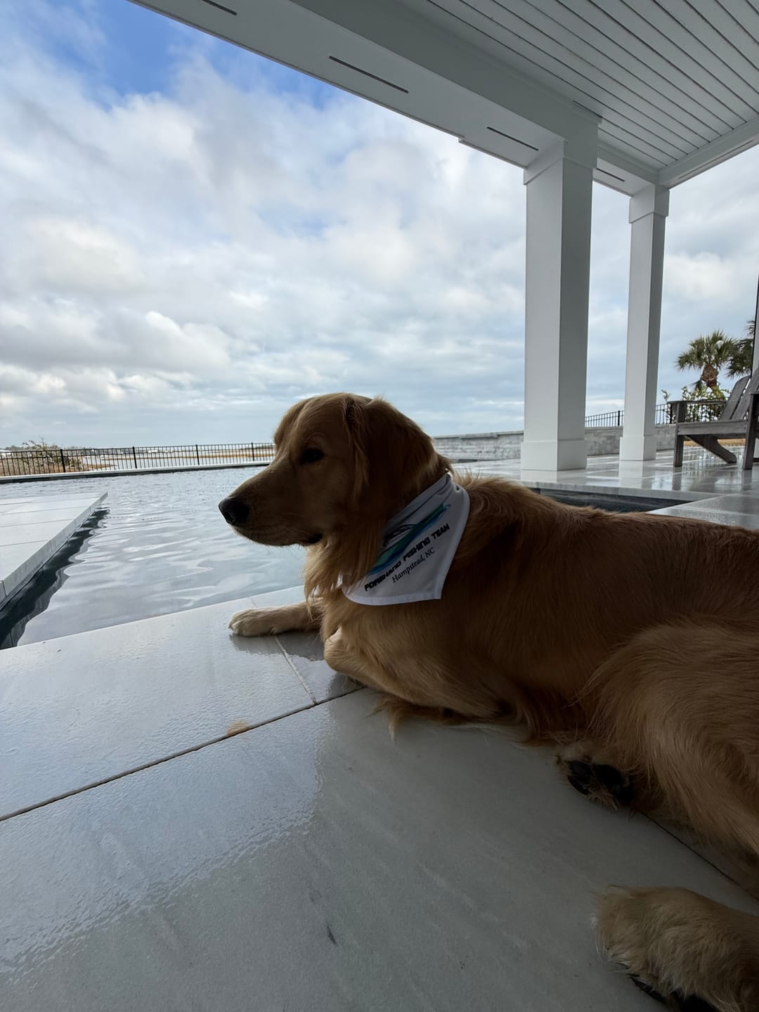 Customer photo review of Custom Pet Bandana