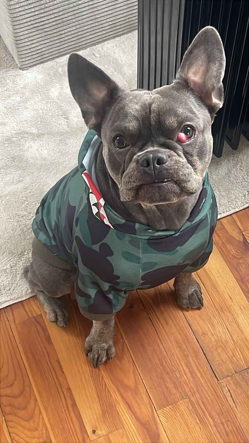 Customer photo review of Shark Monster Dog Hoodie - Green Camo