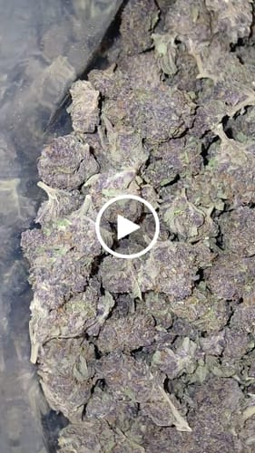 Customer video review of Tropicana Cherry THCA Flower