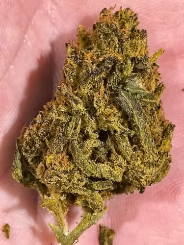 Customer photo review of Cheap THCA Flower Half Pound