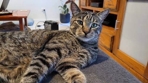 Customer photo review of Fit Litter PLUS - 3 month supply - 1 cat