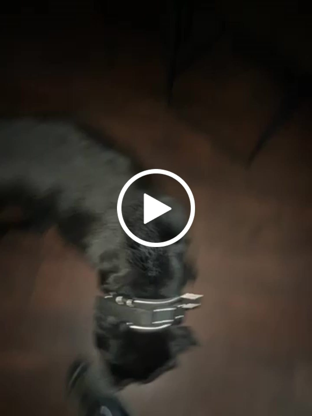 Customer video review of 2.5" ProGuard Collar