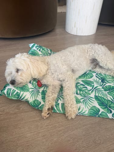 Customer's small white dog resting its head on the pillow of the green, leaf-patterned Dog Summer Cooling Mat.