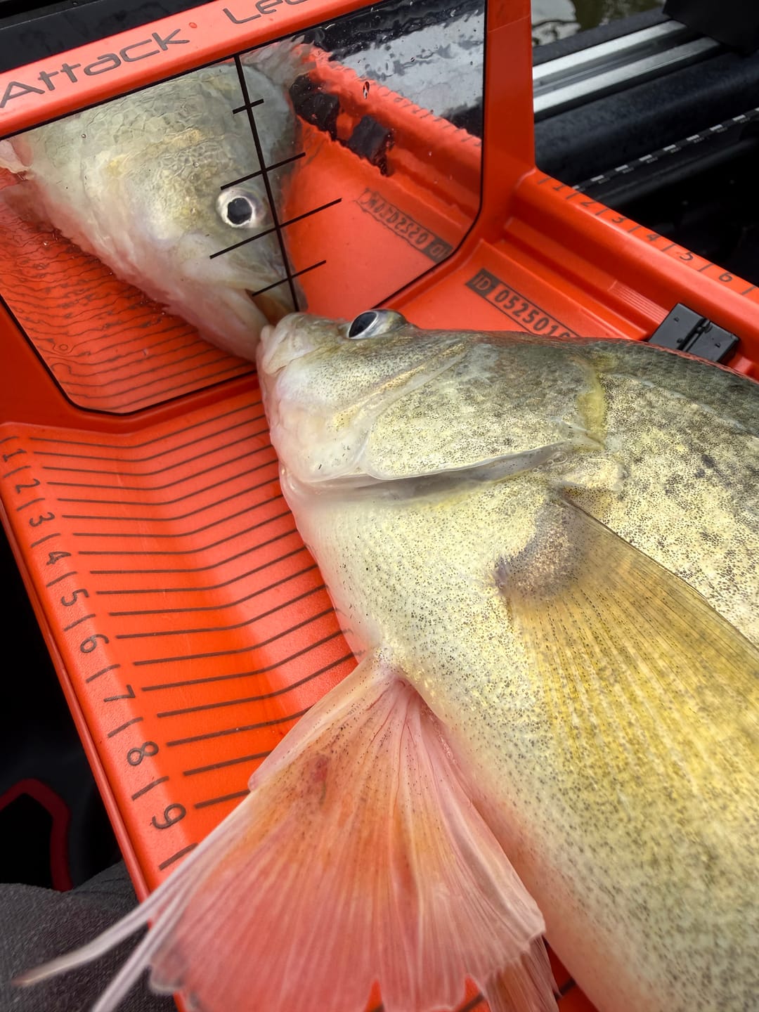 Customer photo review of YakAttack LeaderBoard Fish Measuring Board