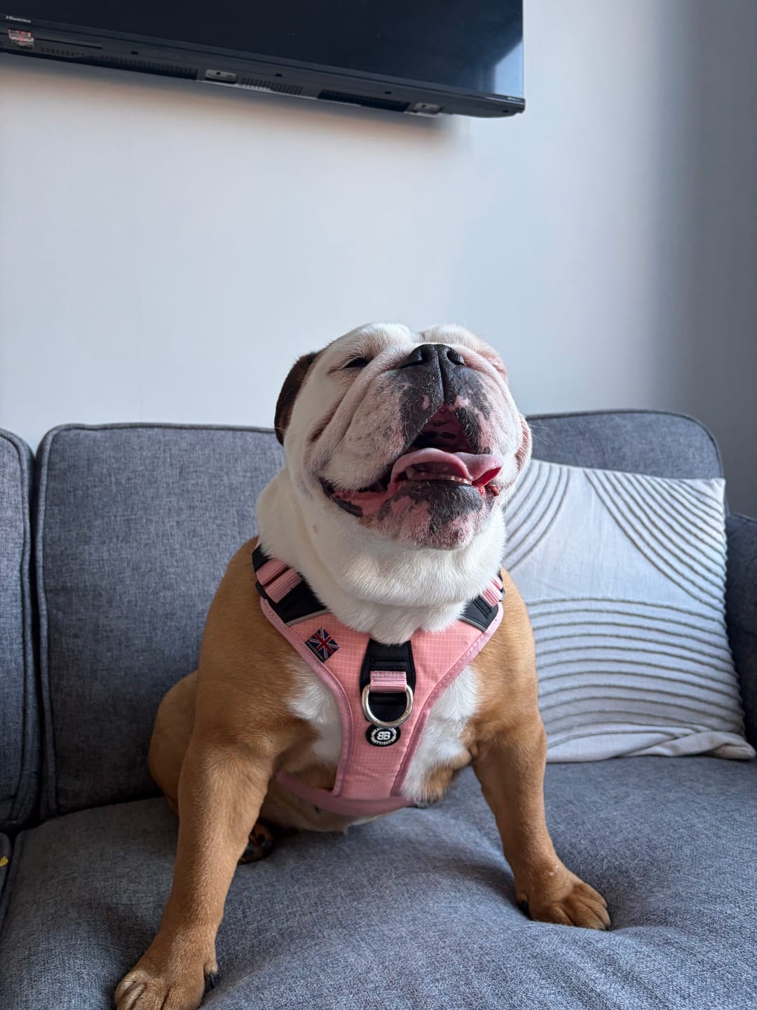 Customer photo review of Anti Pull Hurricane Harness Lighter | With Handle - Pink