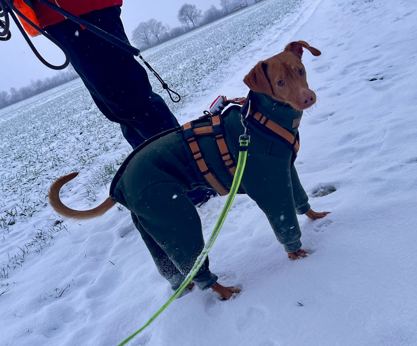 Customer photo review of Nuuk "Mountain Green"