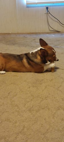 Customer's dog lying on a tan carpet while chewing a medium Himalayan Yak Chew.