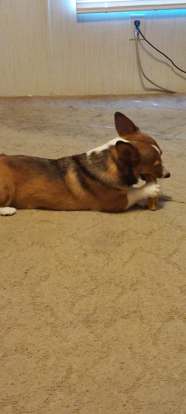 Customer photo review of Himalayan Yak Chew (MEDIUM)