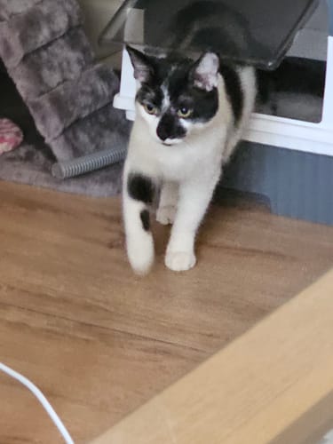 Customer photo review of 1 Month Supply – 1 Cat