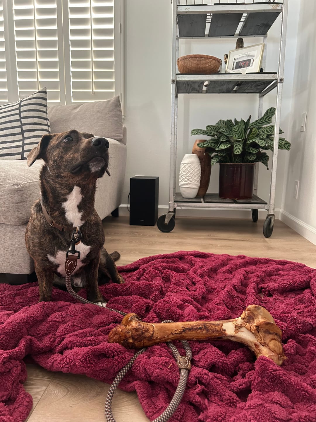 Customer photo review of Monster Femur Bone