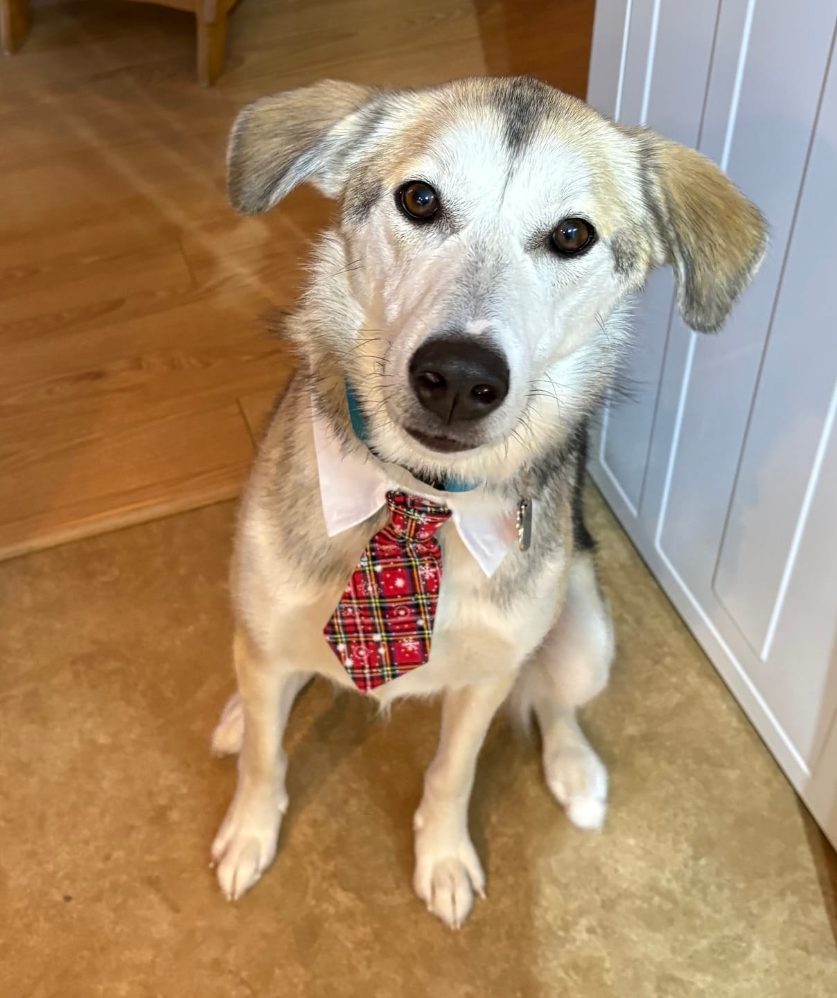 Customer photo review of 6 Inch Monster Braided Bully Stick
