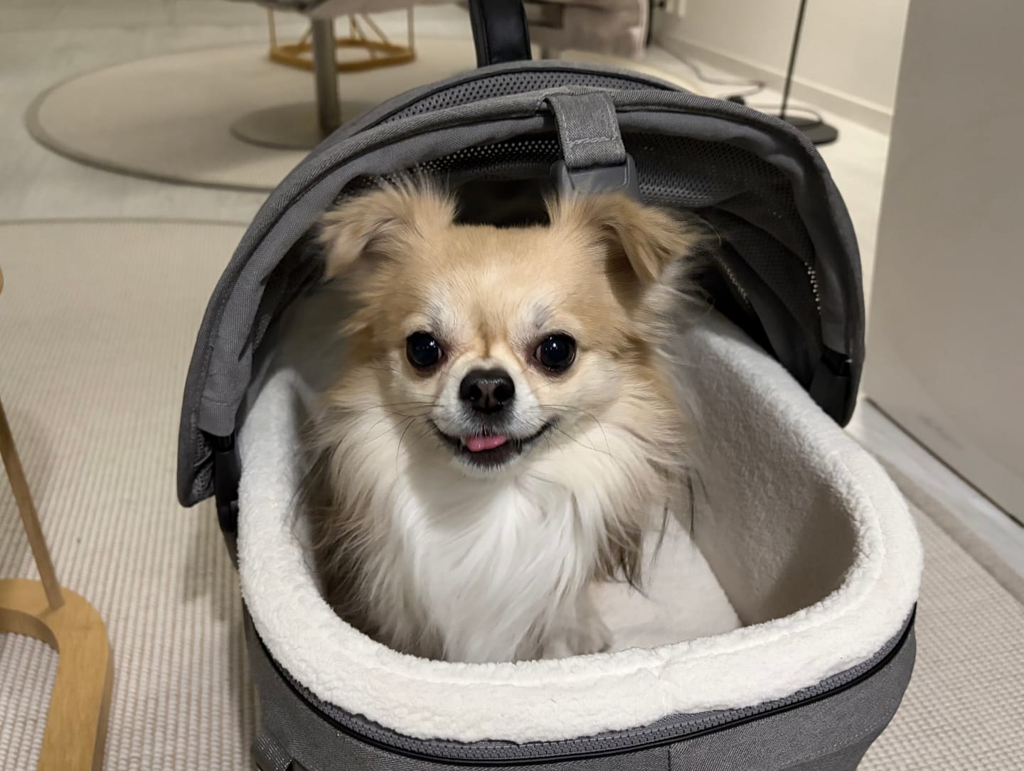 Customer photo review of Maeve ISO - Törmäystestattu lemmikin ISOFIX turvaistuin
