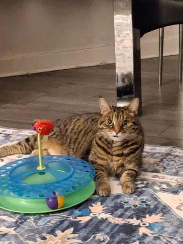 Customer photo review of 1 Month Supply – 1 Cat