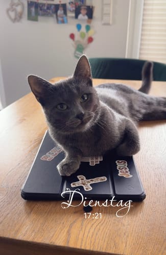 Die Katze eines Kunden, die mit dem Allergietest Pro Katze getestet wurde, liegt entspannt auf einem Tisch.