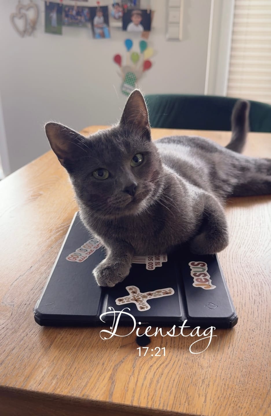 Customer photo review of Allergietest Pro Katze