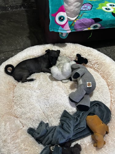 El perro negro de un cliente descansa en la grande y suave Cama Antiestrés para Perros con sus juguetes.