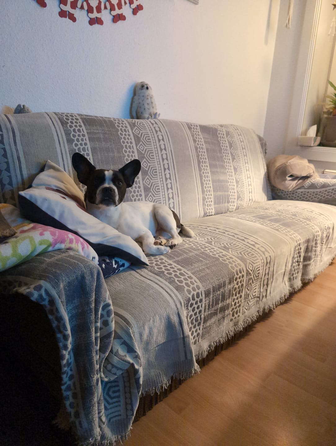 Customer photo review of Pet Couch Cover - Modern Mosaic Grey