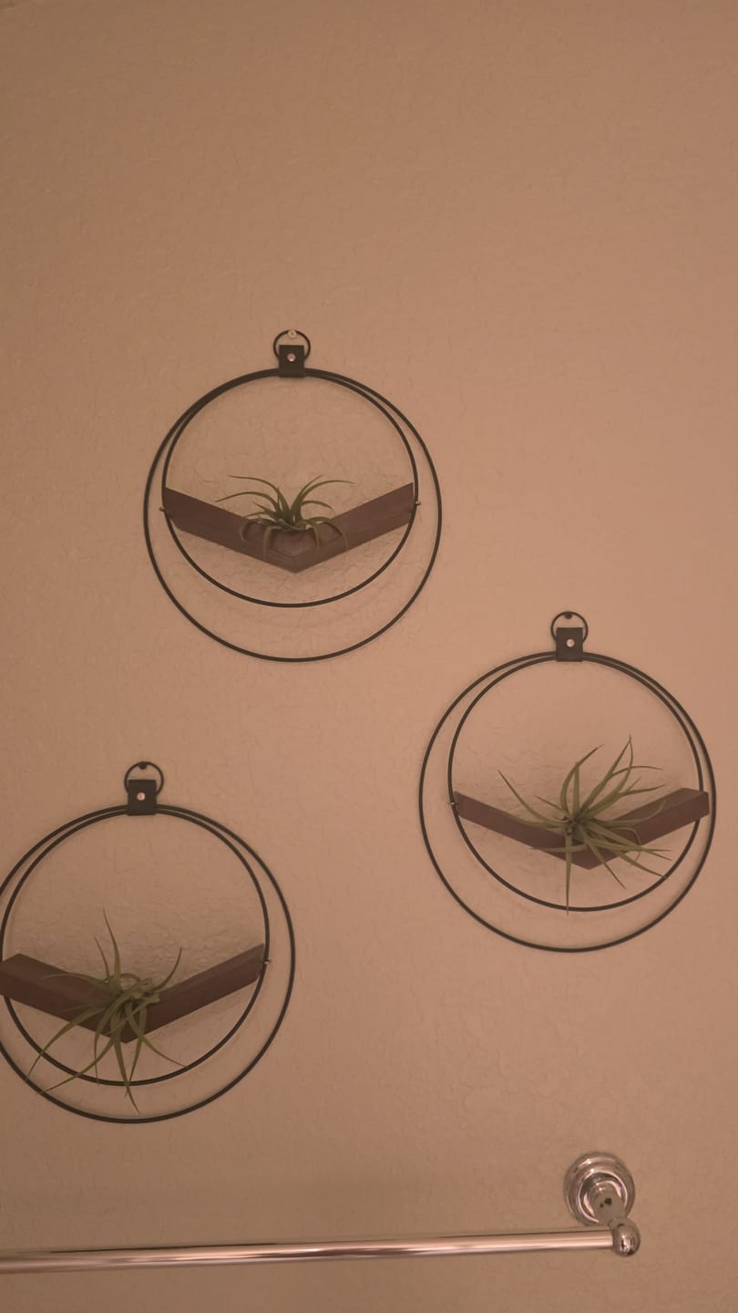 Customer photo review of Air Plant V-Hanger Trio