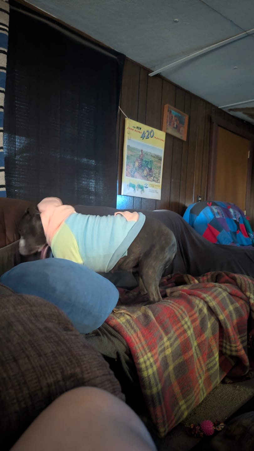 Customer photo review of Jelly Bean Dog Hoodie