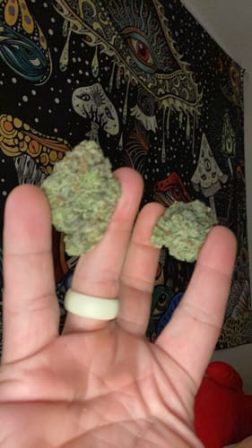 Customer photo review of Lemon Cherry Gelato THCA Flower