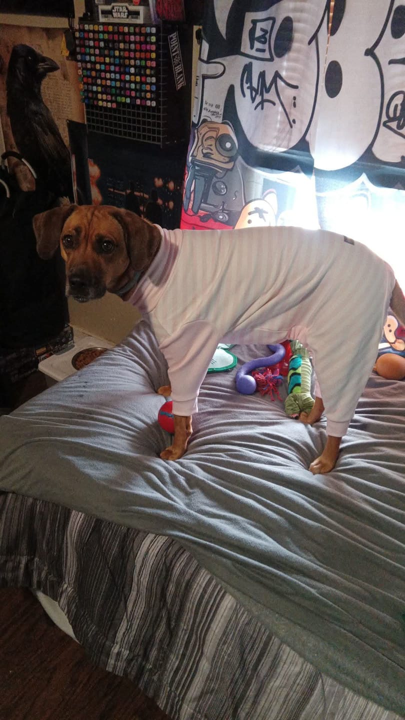 Customer photo review of Dog Pajama - Pink Stripes