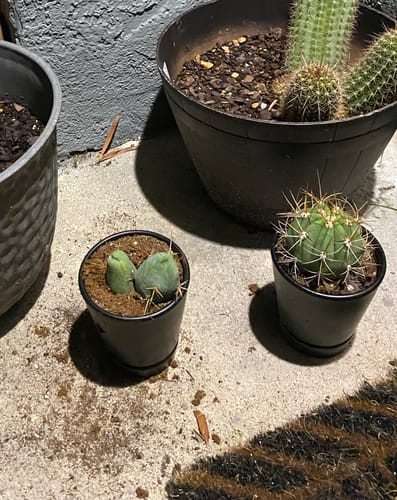 Customer photo review of Trichocereus Bridgesii Monstrose | Short Form | Type B | Penis Cactus