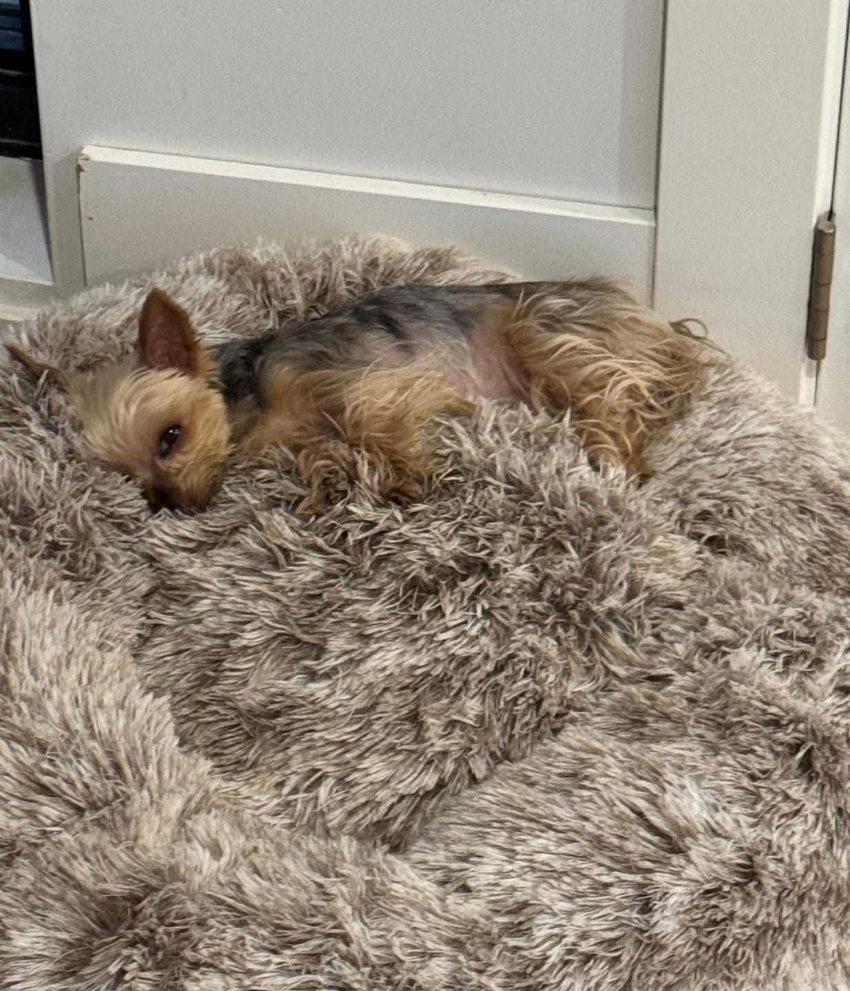 Customer photo review of Calming Dog Bed