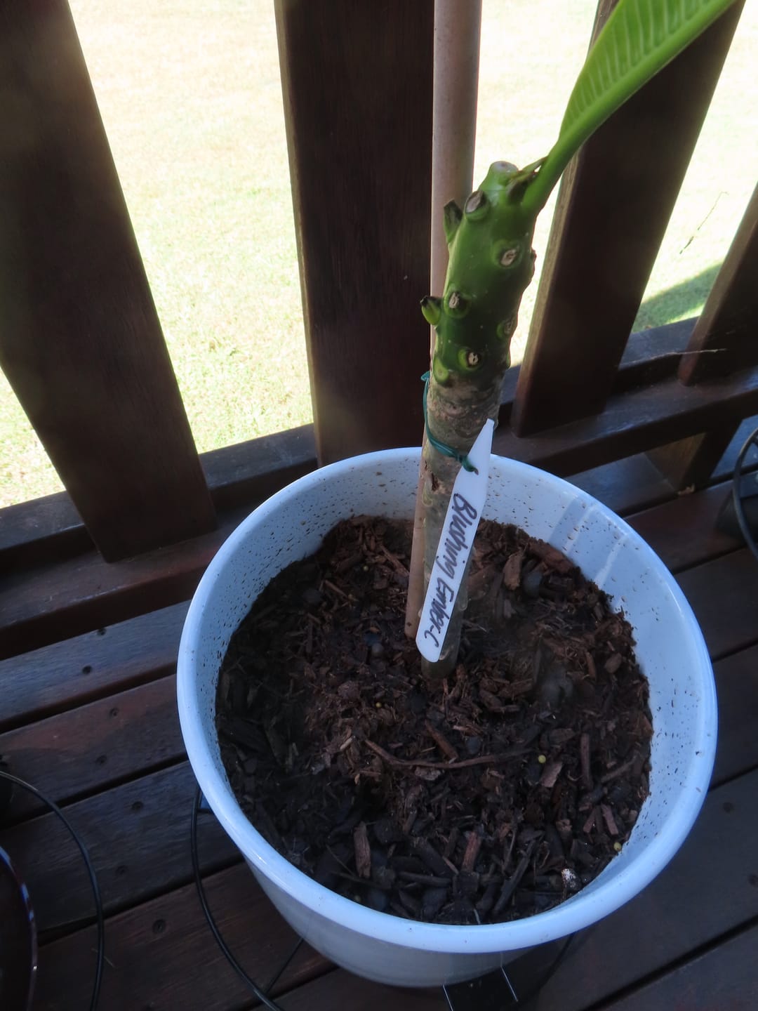 Customer photo review of Frangipani (Plumeria Rubra)