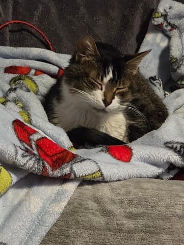 Customer photo review of 2x Blisso Advanced Cat Probiotic | Cat Probiotic for Diarrhea & Kidney Support