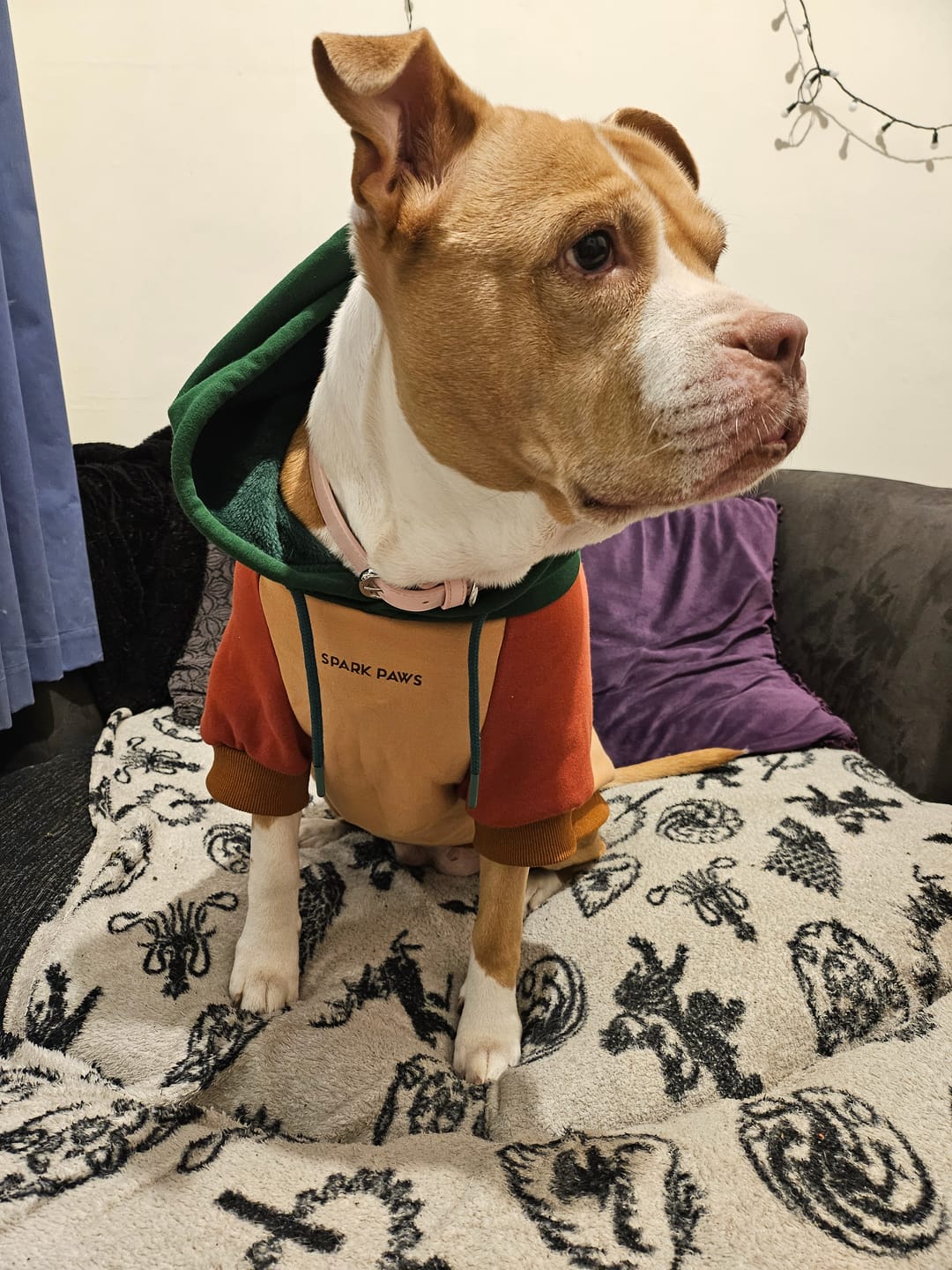 Customer photo review of Ranger Dog Hoodie