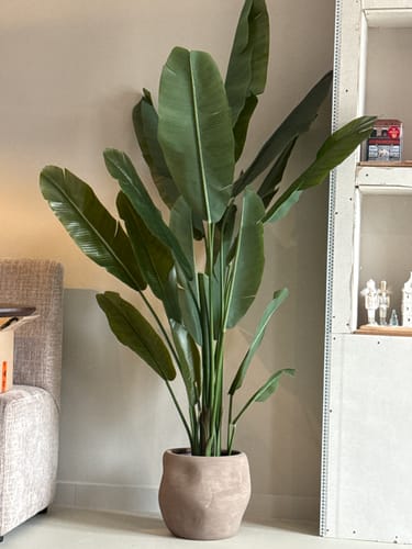 Customer photo review of Strelitzia Kunstplant 180cm Deluxe
