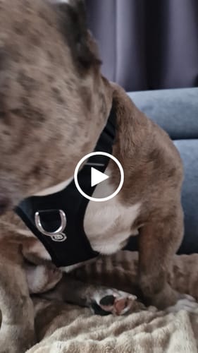 Customer video review of Anti Pull Hurricane Harness Lighter | With Handle - Black