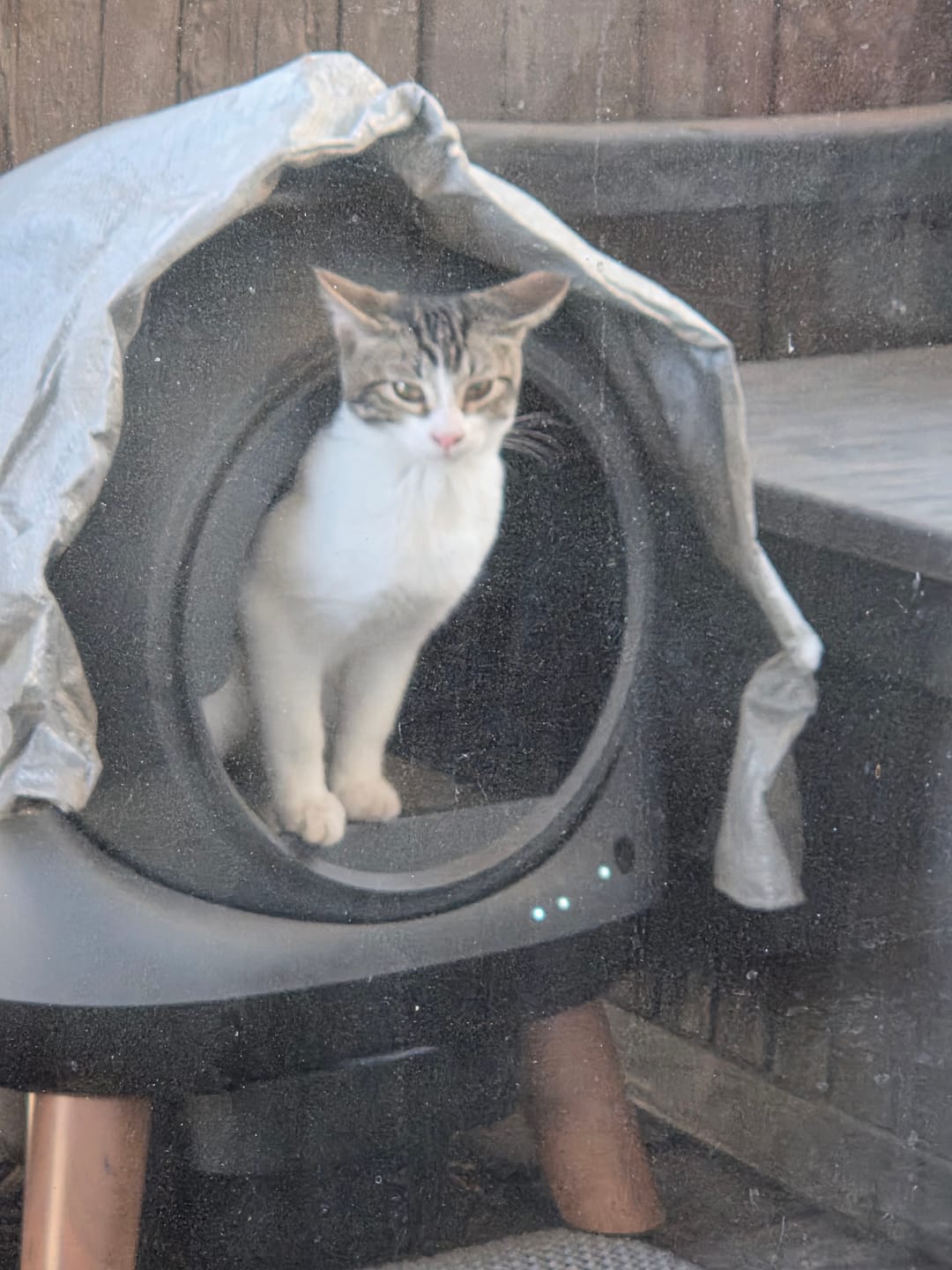 Customer photo review of [Christmas Sale] Orbitie Automatic Cat Litter Box for Cats,Superior Odor Control & Whisper-Quiet