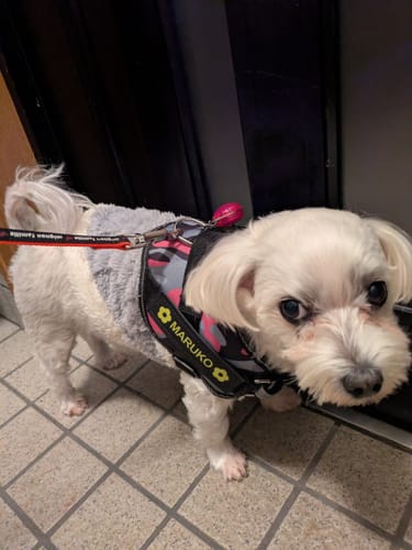 Customer photo review of FunFunPet 高機能ハーネス（お名前タグ作成サービス付き）