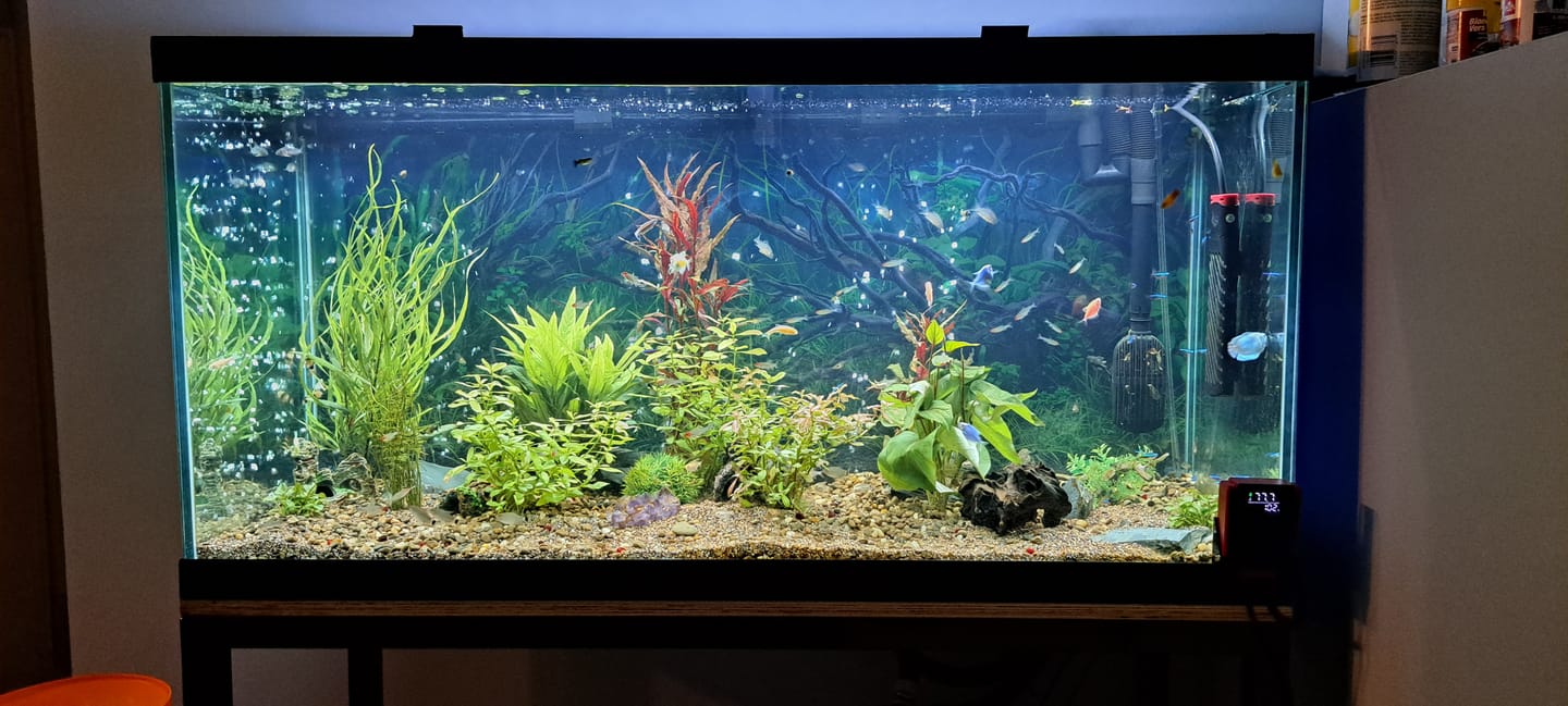 Customer photo review of Fluval FX6 Canister Filter