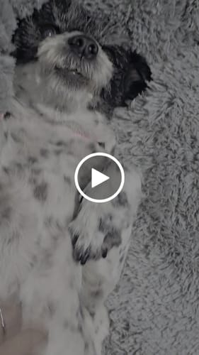 Customer video review of Cama Antiestrés para Perros