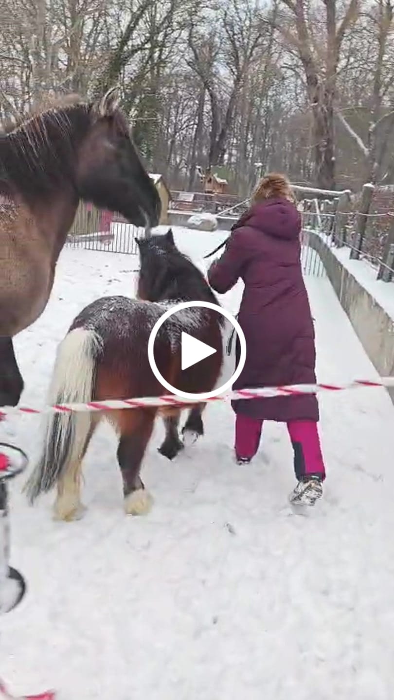 Customer video review of Icelandic Horse Futterball - Heuball