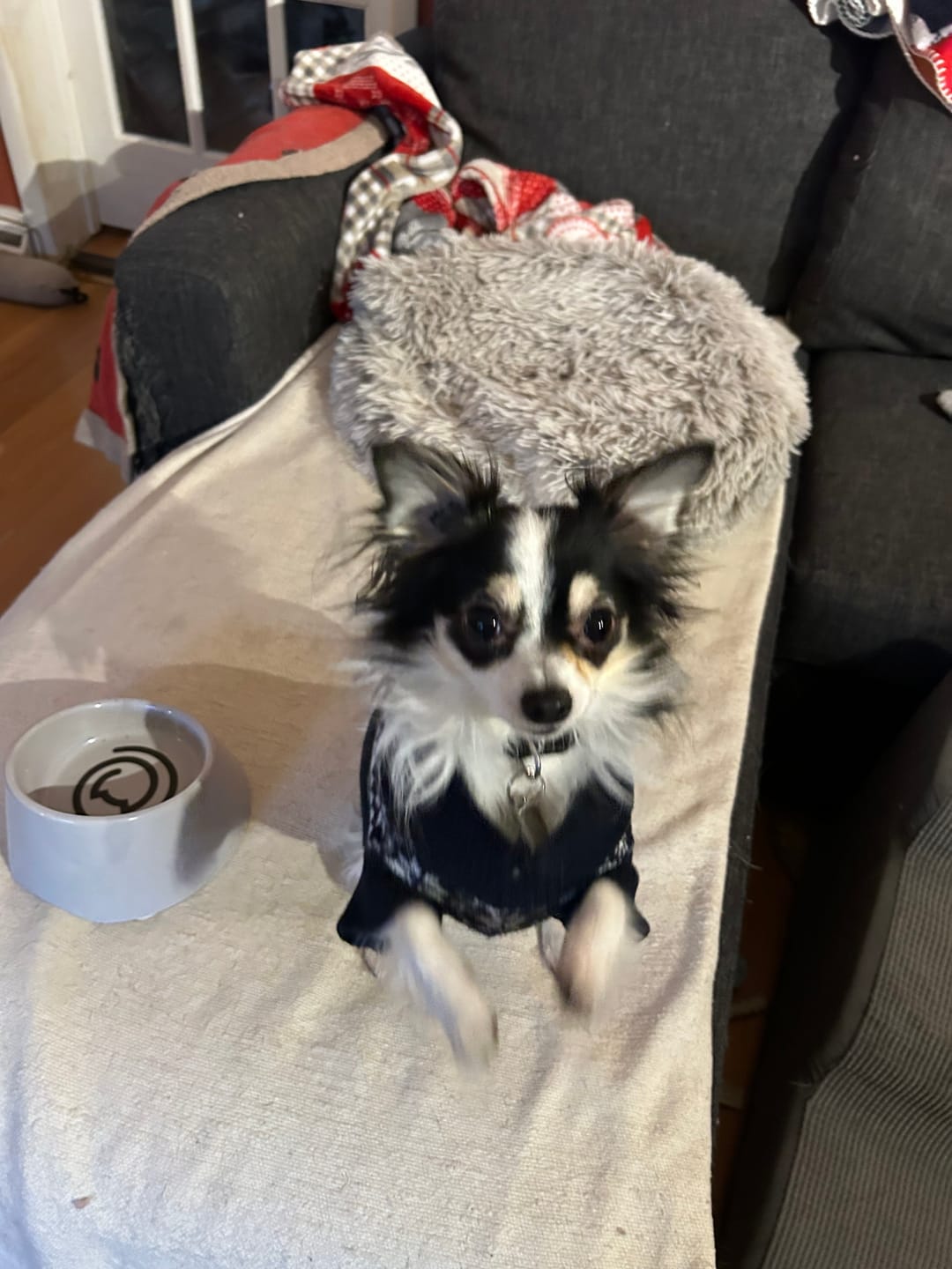Customer photo review of Sensitivities Grain-Free Small Bites Salmon Recipe - Dry Dog Food - Go! Solutions