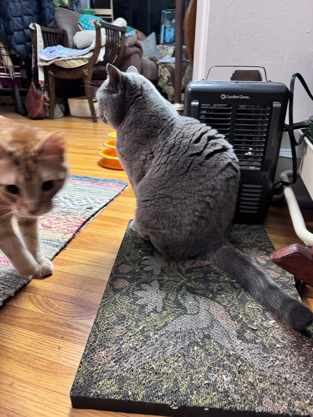 Customer photo review of Strawberry Vine - Luxury Cat Scratching Board