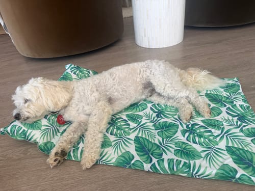 Reviewer's small white dog stretched out on the green, leaf-patterned Dog Summer Cooling Mat on a wooden floor.